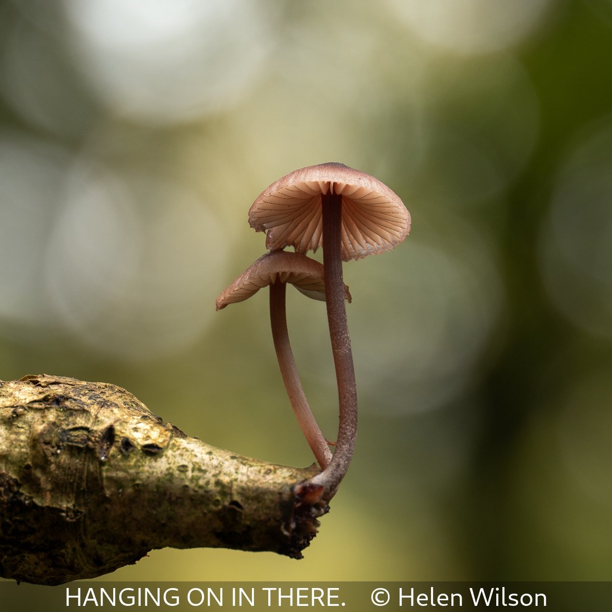 Hanging On In There. Helen Wilson Selected