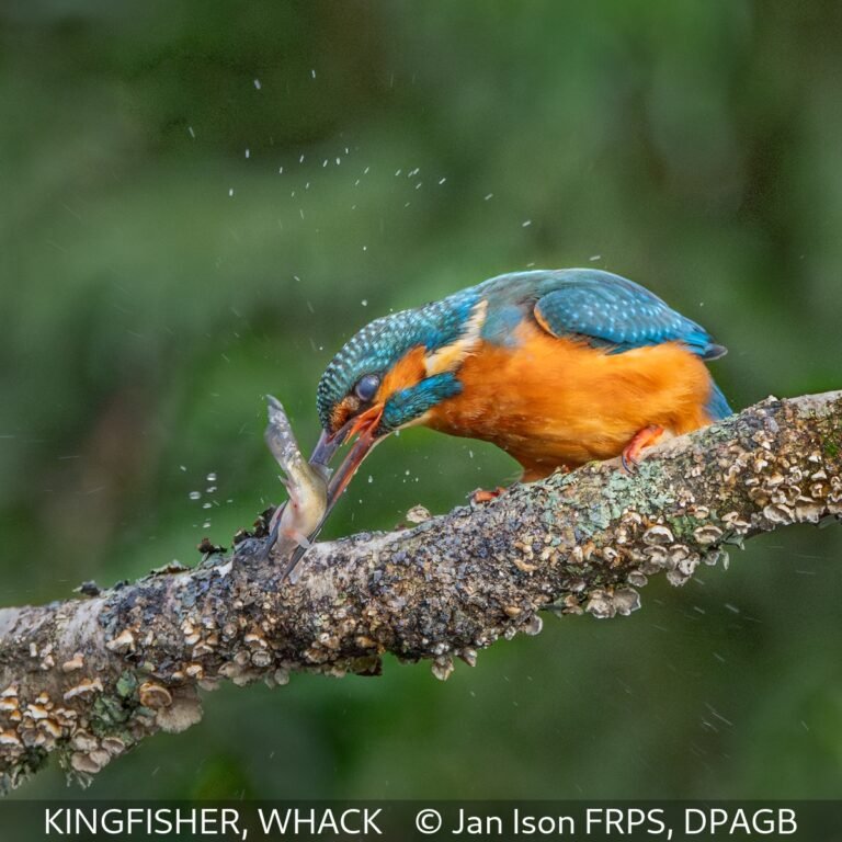 KINGFISHER, WHACK Jan Ison FRPS, DPAGB First